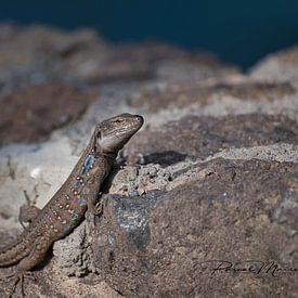 lézard canari sur Pascal Mairesse