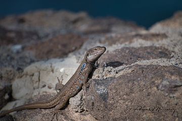 lézard canari