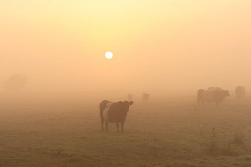Cows in the fog