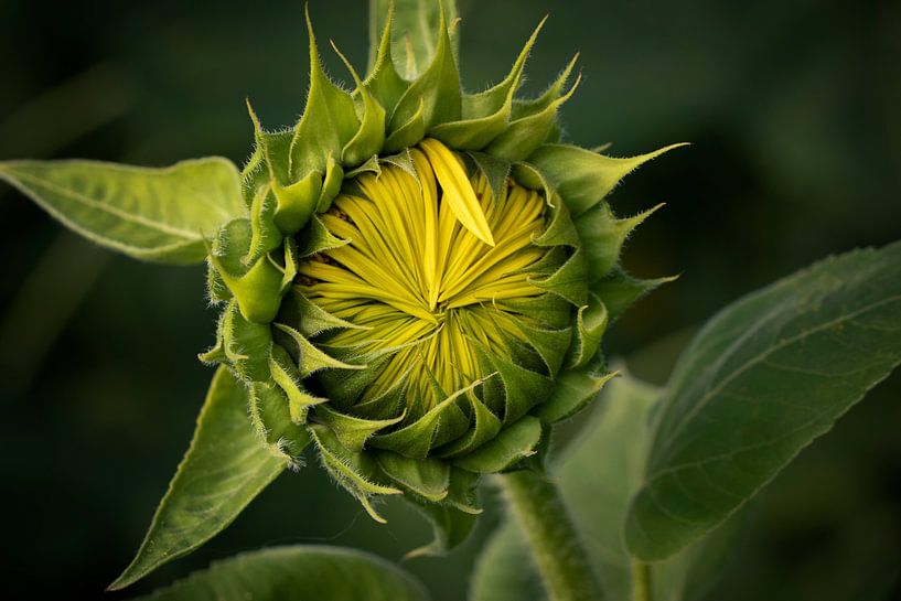 Geschlossene Sonnenblume von picsbyronenvief