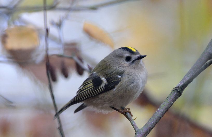 goudhaantje by Petra De Jonge