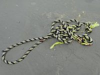 Still life on the beach