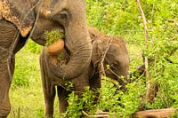 Olifant in de jungle