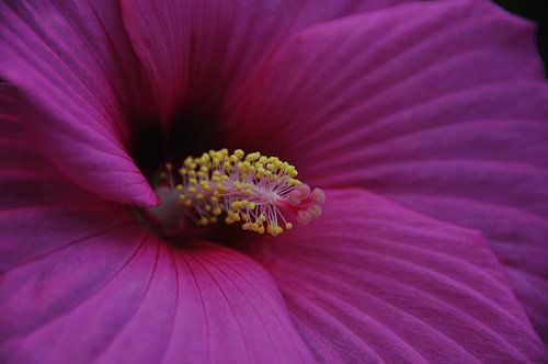Bloem