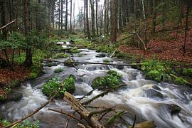 The Black Forest by Robert Verbrugge