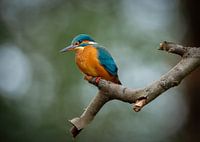 IJsvogel