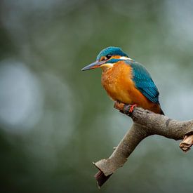 Kingfisher by Frans