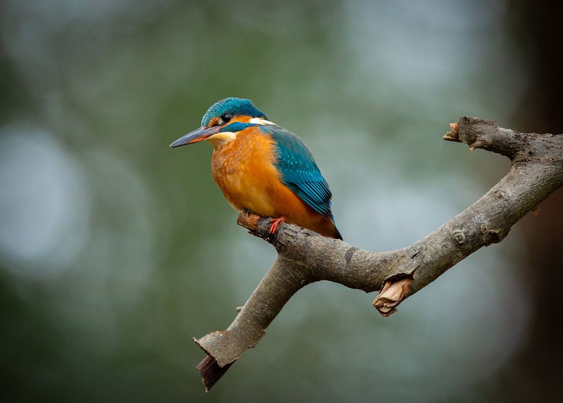 Kingfisher by Frans
