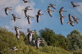 Flying Geese over the Water. by Brian Morgan