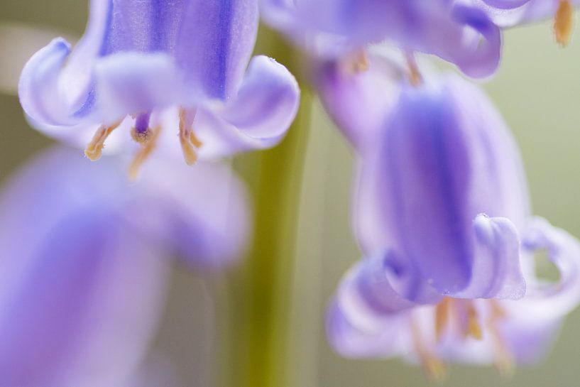 Close-up Boshyacinth by Jarno van Bussel