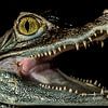 Krokodilen: " Ik lust wel een lekker hapje" von Rob Smit