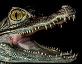 Crocodile " I'm ready to have dinner now" by Rob Smit thumbnail