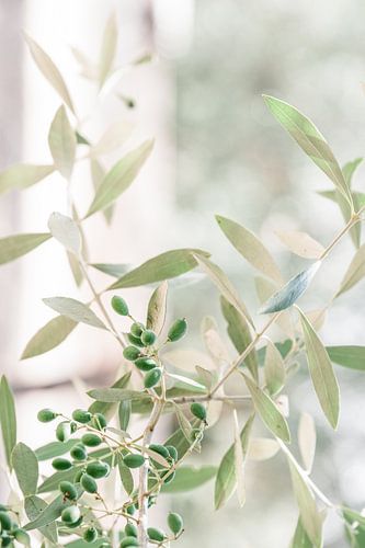 Zweige eines Olivenbaums auf Mallorca