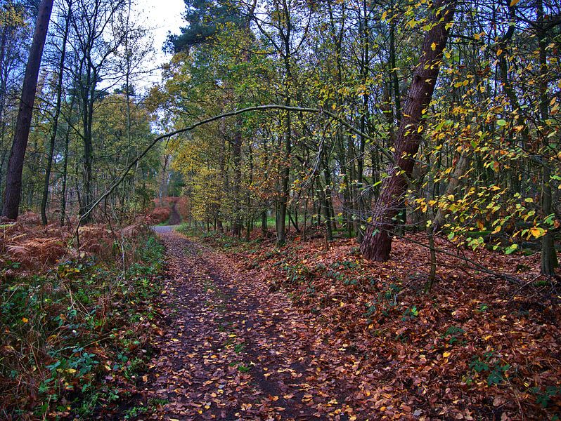 in het bos 4 van Edgar Schermaul