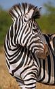 Look behind - Africa wildlife by W. Woyke thumbnail