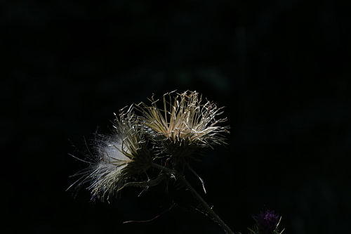 Im Licht der Natur