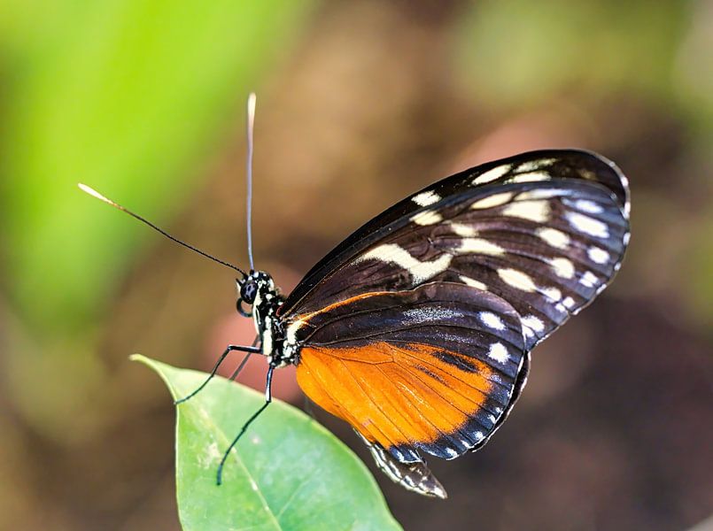 Schmetterling von Eduard Lamping