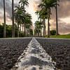 l’Allée Dumanoir, Palmen Allee in der Karibik auf Guadeloupe von Fotos by Jan Wehnert