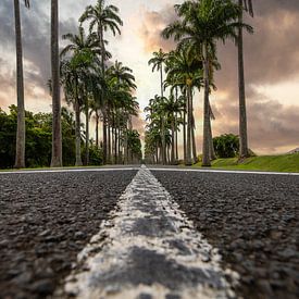 l'Allée Dumanoir, palmenlaan in het Caribisch gebied op Guadeloupe van Fotos by Jan Wehnert