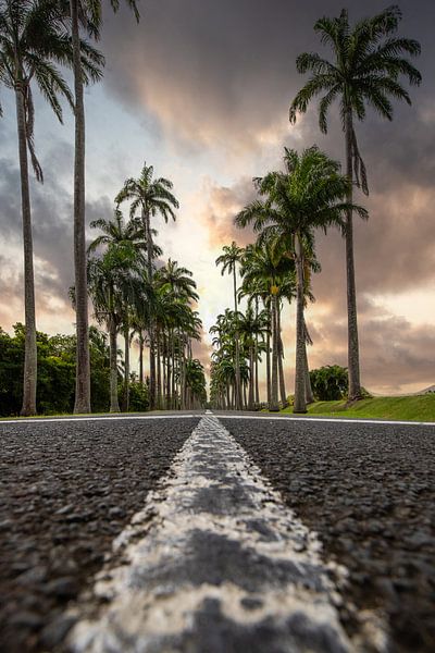 l'Allée Dumanoir, palmenlaan in het Caribisch gebied op Guadeloupe van Fotos by Jan Wehnert