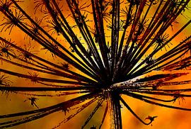 Bärenklau-Blüte im Gegenlicht von Jack Schoneveld