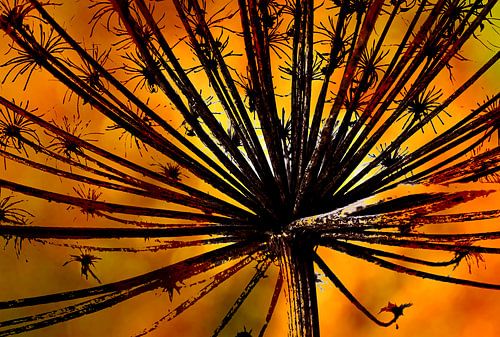 Hogweed flower in backlight by Jack Schoneveld
