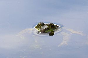 The Frog by Bernhard Kaiser