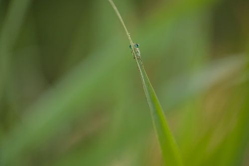 Juffertje op een grassprietje