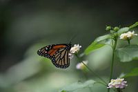 Monarchvlinder