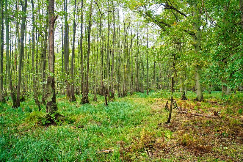 Beech forest in the national park by Martin Köbsch
