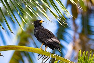 Black Hawk in Costa Rica van Merijn Loch