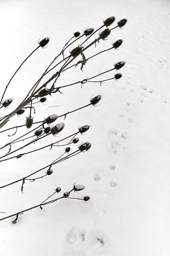 Earth bulbs and footprints in the snow