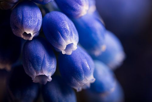 Lente! Blauw druifje