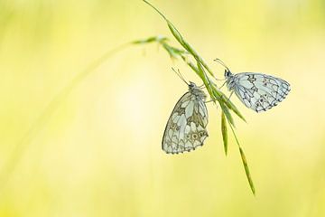 Checkerboards by Elles Rijsdijk