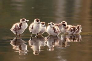 Wir sind eine Familie! - Baby-Gänsehaut in einer Reihe von Roeselien Raimond