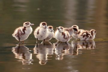 We Are Family! - Baby gooseberries in a row by Roeselien Raimond