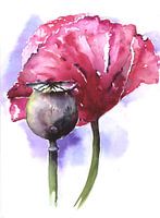 Mohn