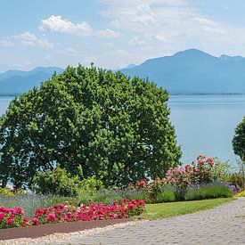 park landscape with roses, spa garden Gstadt, lake chiemsee by SusaZoom