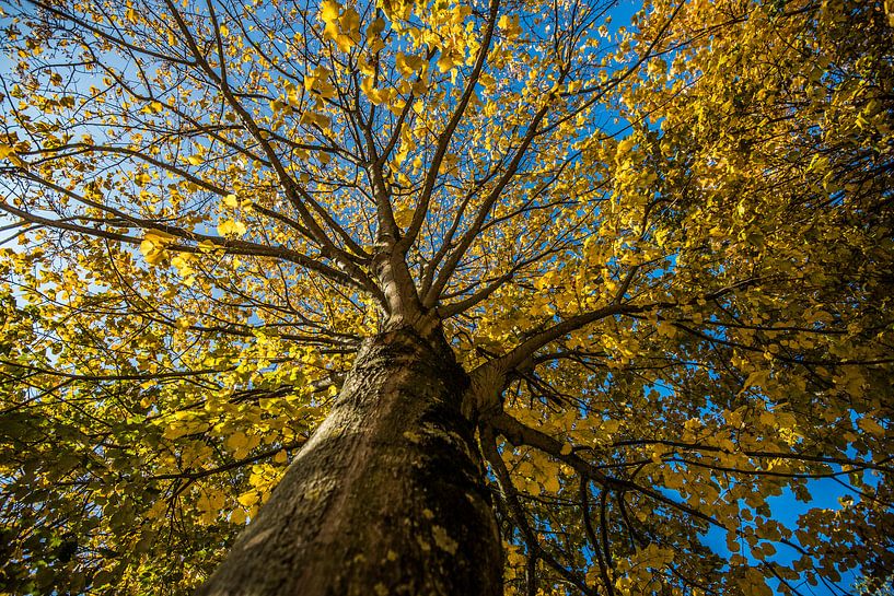 Bel arbre à la fleur jaune par Willem Woudenberg / Photobywim