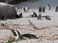 Pinguins in Zuid-Afrika