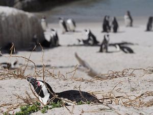 Pinguins in Zuid-Afrika van Sanne Bakker