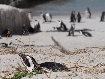 Pinguine in Südafrika