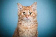 Maine Coon kitten van Lotte van Alderen thumbnail