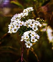 bloemen