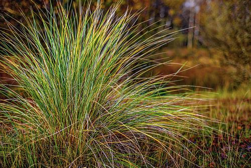 Herfstkleuren - Autumn colors 