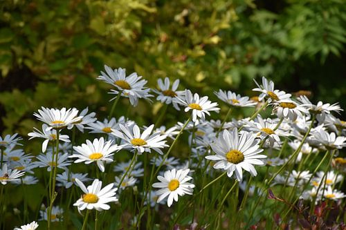 Madeliefjes in bloei in het park