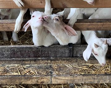 Love by Tatjana Korneeva