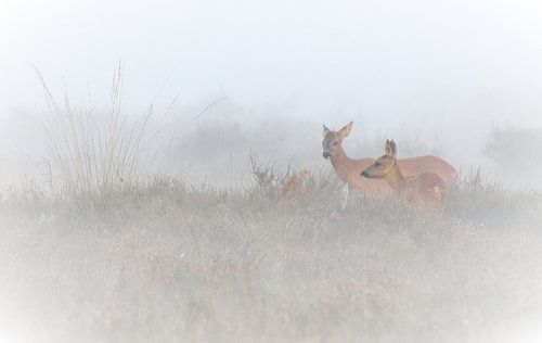 Ree-création : cerf mystérieux