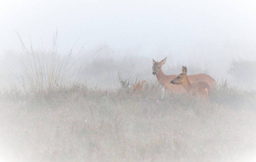 Ree-creation: mysterious deer by Petra De Jonge