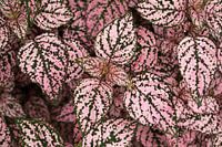 Hypoestes - Tropische bloemen - Azoren
